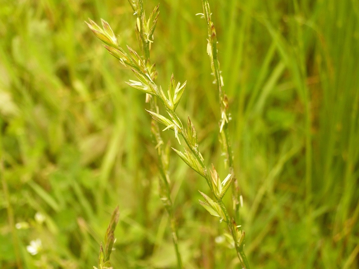 Lolium perenne (Poaceae)